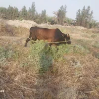 گاو نر|حیوانات مزرعه|خنج, |دیوار
