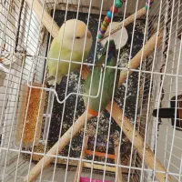 طوطی