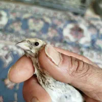 جوجه سهره