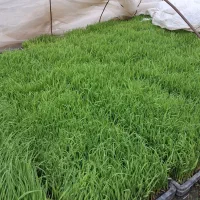 نشا هاشمی درجه یک