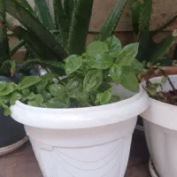 گل و گیاه