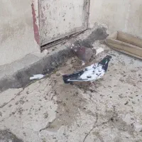 کبوتر|پرنده|آران و بیدگل, |دیوار