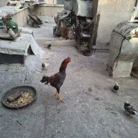خروس لاری