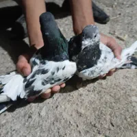 کبوتر شیخی