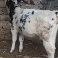 گوساله ماده