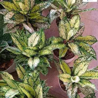 جشنواره تخفیفی گل و گیاه به مناسبت روز مادر