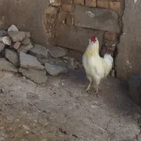 خروس گلین