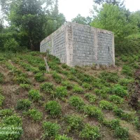 فروش چای دستچین لاهیجان