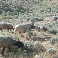 میش داشت فروشی