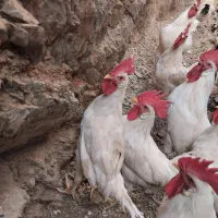 فروش 6عدد خروس