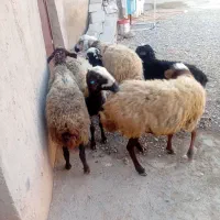 میش بره|حیوانات مزرعه|اسفرورین, |دیوار