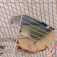 کوتوله برزیلی سه ماهه اهلی