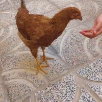 نیمچه خروس رسمی