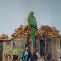ملنگو ۵ ماهه نر
