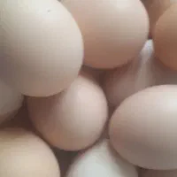 تخم مرغ محلی تازه