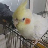 عروس هلندی