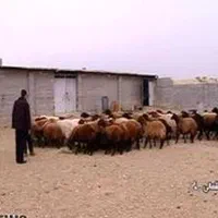 گاوداری