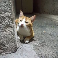 گم شده|حیوانات|تبریز, |دیوار