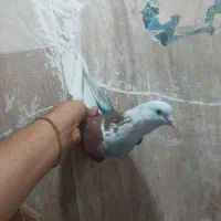 کفتر