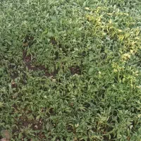 نشائ (نشا) شطل تاماته کوردی