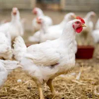 استخدام کارگر مرغداری گوشتی