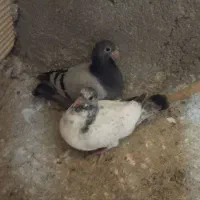 جفت جوجه نر مسافتی عتیقه