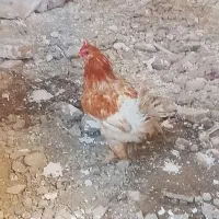 ی جا دونه۷۰۰تومن فقط امروز