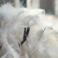 پر مرغ برای بالش . تمیز و آماده مصرف ۷ کیلو