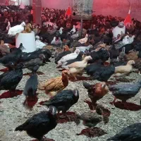 جوجه مرغ و خروس جهادی اصفهان ۵۰روزه واکسن خورده