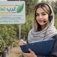 فروش نهال شلیل هلو انجیر گلابی پرتقال توت گلدانی