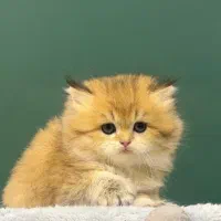 بریتیش لانگ هیر ny11