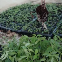 نشا گوجه فرنگی 8320