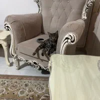 واگذاری رایگان گربه dsh