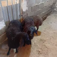 سه راس بره ماده
