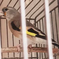 تعدادی قفس و سهره نر و ماده