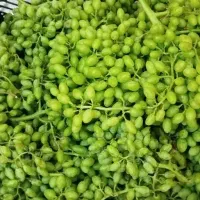 غوره مخروط