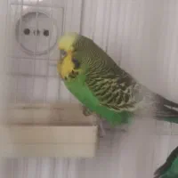 یک جفت  مرغ عشق انگلیسی