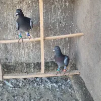 کبوترها گمشده