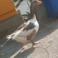 غاز ماده
