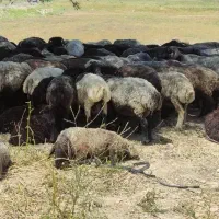 بره نر