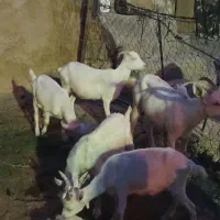 هشترودچارایماق