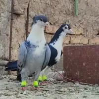 کفتر ریش شهرستانی