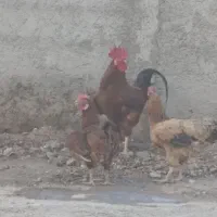 سه عدد مرغ محلی به همراه یک عدد خروس محلی جوان