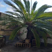 گل سیگاس|گل و گیاه طبیعی|لاهیجان, آهندان|دیوار