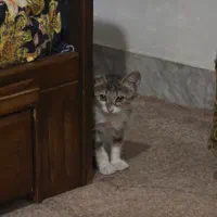 عشق،نژاد نمیشناسد.واگذاری بچه گربه dsh