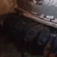 8راس بره ماده قره قزل افشار