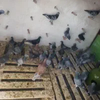 فروش تعدادی مسافتی