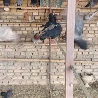 کبوتر|پرنده|قشم, |دیوار