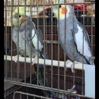 عروس هلندی جفت