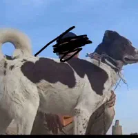 واگذاری سگ اله سرخ